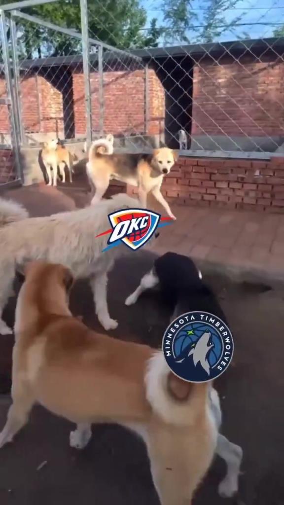 太有活了！美媒惡搞：狗王雷霆嚇退掘金灰熊，把森林狼按地上